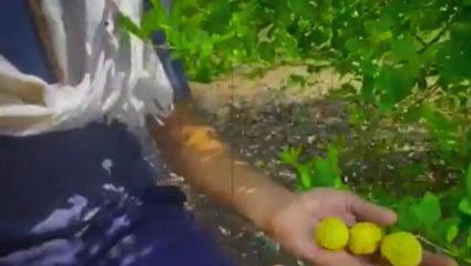 Ahilyanagar : अवकाळीचा पाथर्डीत कहर! दीड एकरातील लिंबू बाग उद्ध्वस्त