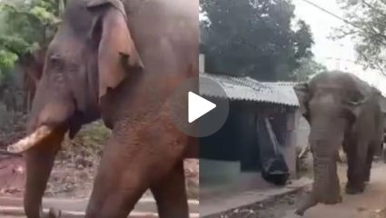 West Bengal Election 2026 : गजराज आले मतदानाला! झाडग्राममध्ये मतदान केंद्रात थेट महाकाय हत्तीची एन्ट्री