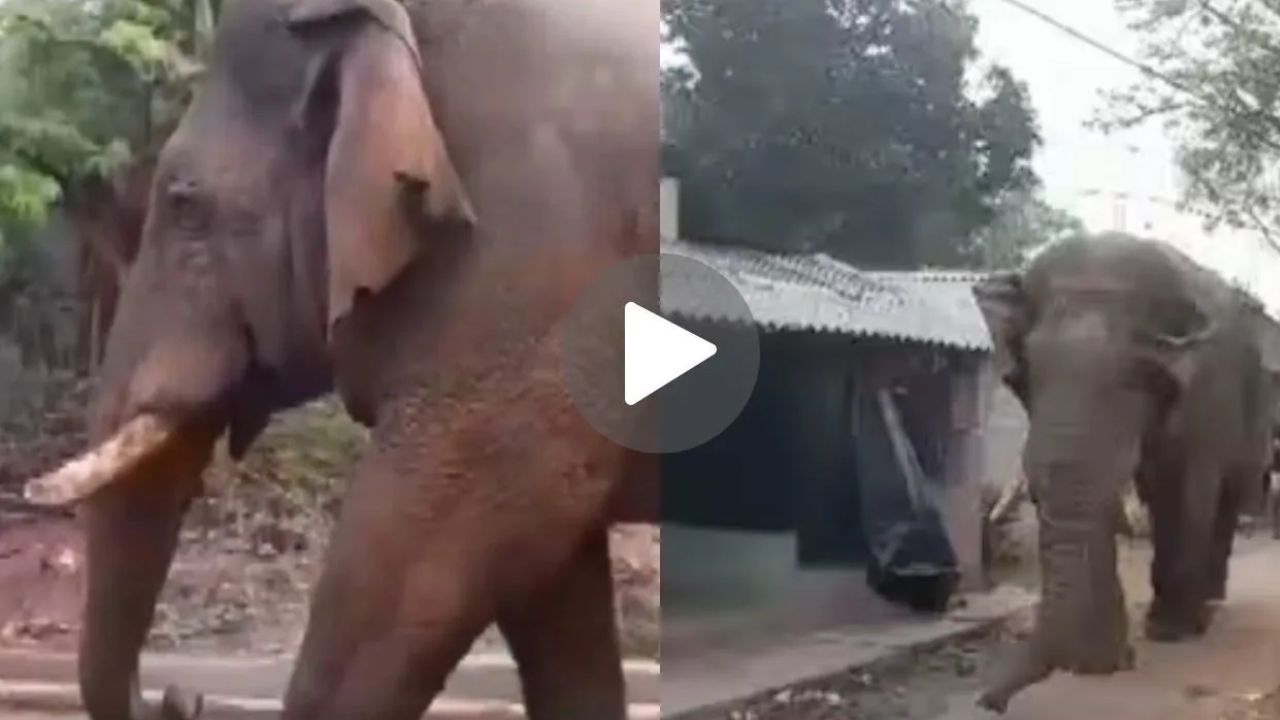 West Bengal Election 2026 : गजराज आले मतदानाला! झाडग्राममध्ये मतदान केंद्रात थेट महाकाय हत्तीची एन्ट्री