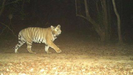 सह्याद्रीचा नवा राजा: ‘राणोजी’! राधानगरीच्या जंगलात नव्या नर वाघाची एन्ट्री; एक जबदस्त झलक