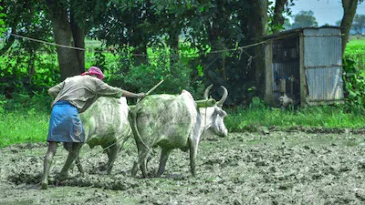 Nashik News: शेतकऱ्यांची क्रूर चेष्टा! ७४२ रुपये प्रीमियम भरला अन् विम्याच्या नावाखाली मिळाले अवघे १८३ रुपये