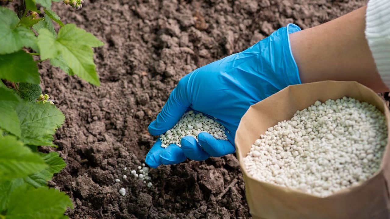 Satara News:  शेतकऱ्यांसाठी दिलासा! खरीप हंगामासाठी खतांचा मुबलक साठा उपलब्ध