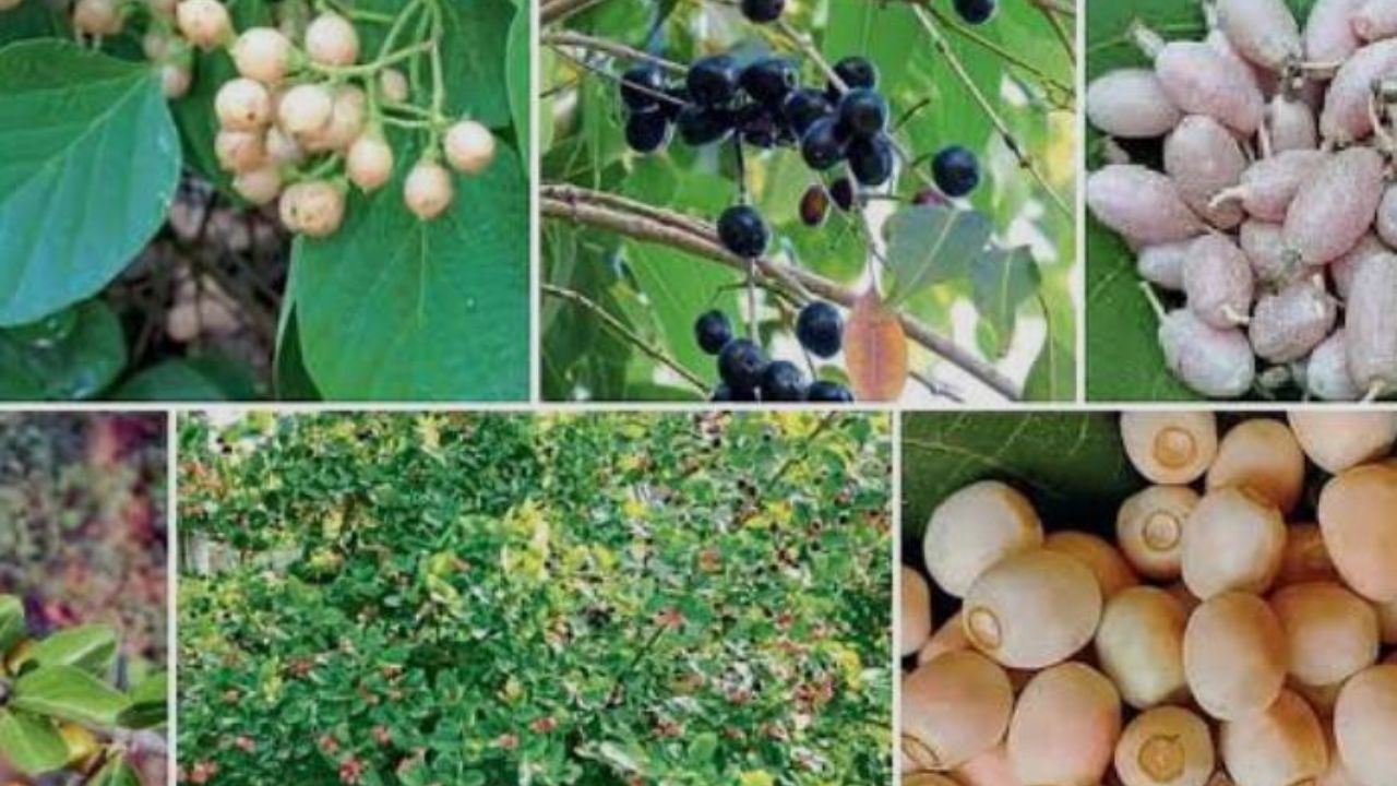 Satara News: कास-ठोसेघरच्या डोंगररांगांत ‘रानमेव्या’चा दरवळ! रानमेव्याची चव चाखण्यासाठी पर्यटकांची गर्दी