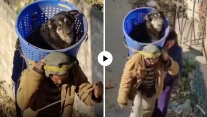 हीच खरी माणुसकी! जखमी श्वानाला खाद्यांवर घेऊन डोंगरातून ‘असं’ केलं रेसक्यू; नेटकऱ्यांकडून भरभरुन कौतुक, Video Viral