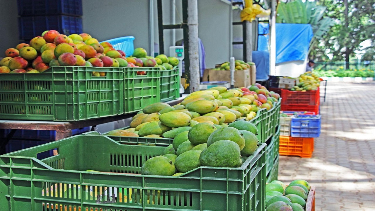 बाजारात हापूस आंब्यांचा दर तेजीतच; उत्पादन घटले अन् मागणी वाढली