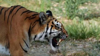 Bhandara: भंडाऱ्यात वाघाचा धुमाकूळ; 15 दिवसांत 2 जणांचा बळी, वाघाच्या भीतीने मुले शाळेत जाईना; गावकऱ्यांत भीती