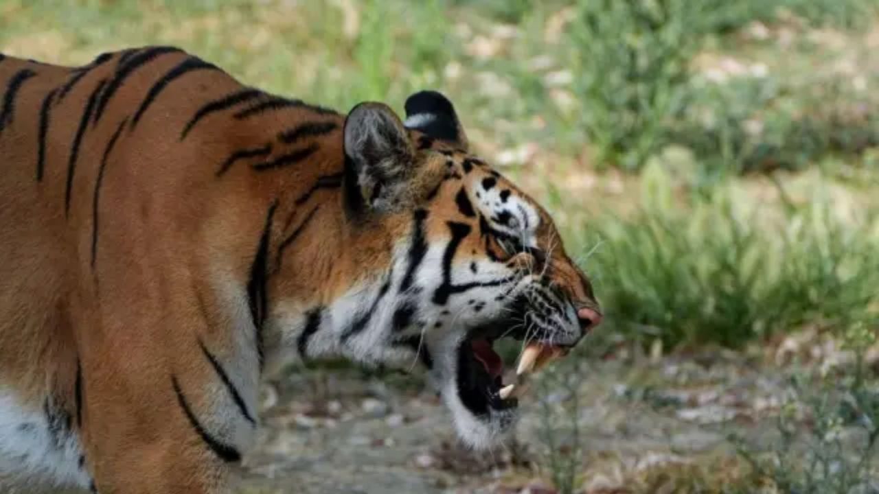 Bhandara: भंडाऱ्यात वाघाचा धुमाकूळ; 15 दिवसांत 2 जणांचा बळी, वाघाच्या भीतीने मुले शाळेत जाईना; गावकऱ्यांत भीती