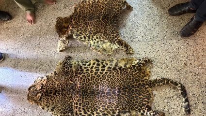 महाभयानक! बिबट्याच्या कातड्यांची बेकायदेशीर तस्करी; पोलिसांनी सापळा रचून केली 4 जणांना अटक