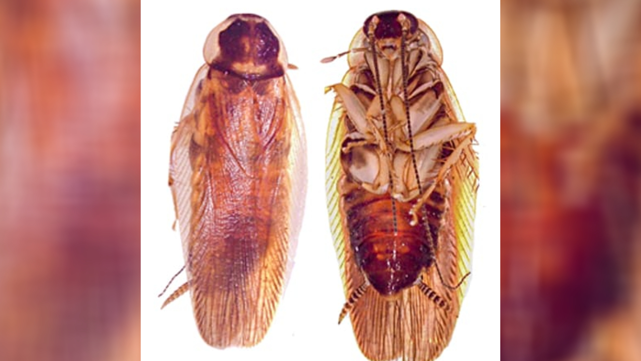 भारतीय जैवविविधतेत भर! पुण्यात आढळली झुरळांची ‘ही’ अनोखी प्रजाती; काय आहे याचे वैशिष्ट्य?