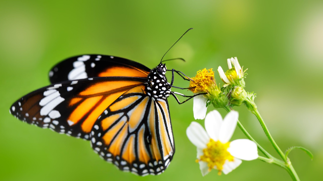 पुण्यात उभं राहतंय ‘पक्ष्यांचं गाव’! ‘या’ गावाने निर्माण केला पर्यावरण संवर्धनाचा आदर्श