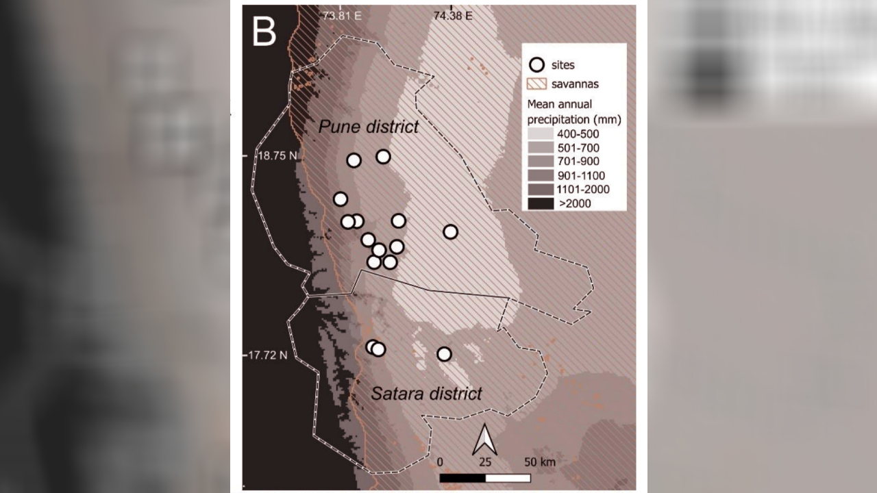 सव्हाना गवताळ प्रदेशातील वृक्षारोपणाचे पक्षी जीवनावर संमिश्र परिणाम; संशोधकांचे महत्त्वपूर्ण निष्कर्ष