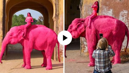 मानवाच्या अट्टाहासाची ठरली बळी! जयपूरच्या गुलाबी रंगवलेल्या हत्तीणीचा दुर्दैवी मृत्यू