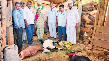 Ahilyanagar News: बिबट्याची दहशत पुन्हा वाढली! एकाच आठवड्यात 4 हल्ले आणि…