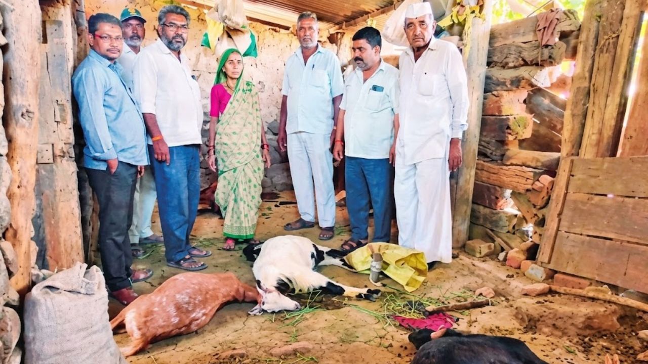 Ahilyanagar News: बिबट्याची दहशत पुन्हा वाढली! एकाच आठवड्यात 4 हल्ले आणि…