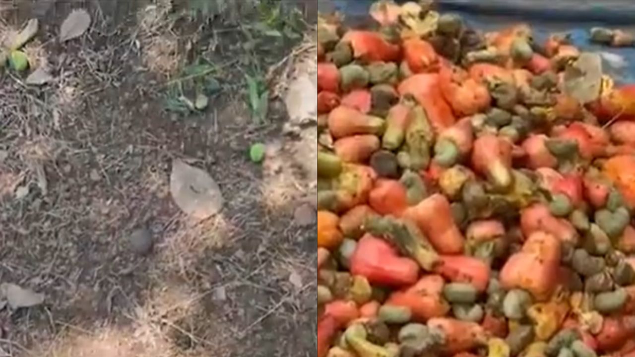 Sindhudurg : आंबा-काजू हंगाम धोक्यात, सिंधुदुर्गातील बागायतदारांची मदतीची मागणी