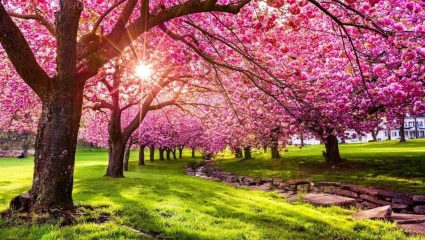 वसंत ऋतू म्हणजे हवामानाचा ‘आरसा’; निसर्गातील बदल टिपण्याची पूर्वपार परंपरा