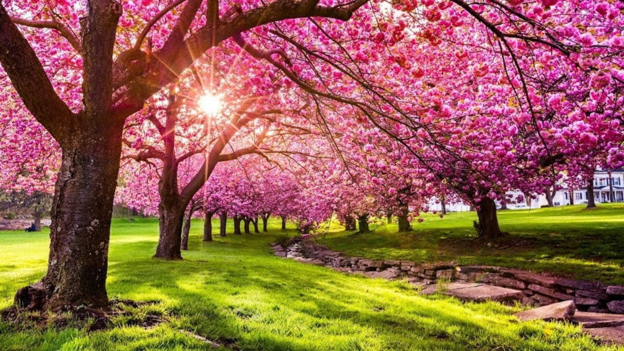 वसंत ऋतू म्हणजे हवामानाचा ‘आरसा’; निसर्गातील बदल टिपण्याची पूर्वपार परंपरा