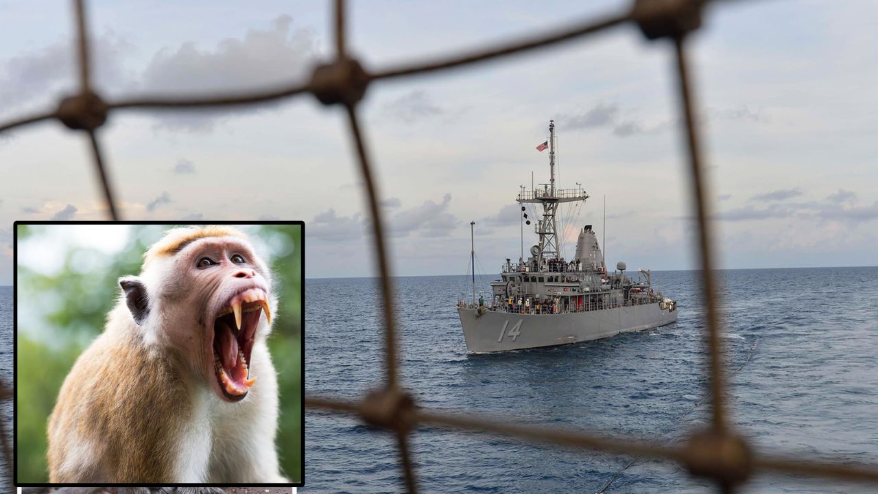 Hormuz Strait: कोण म्हटलं माकड इराणच्या बाजूने? होर्मुझमोहिमेवर जाणाऱ्या US Navyच्या सैनिकासोबत घडले ‘असे’ विपरीत अन् तो चक्क…