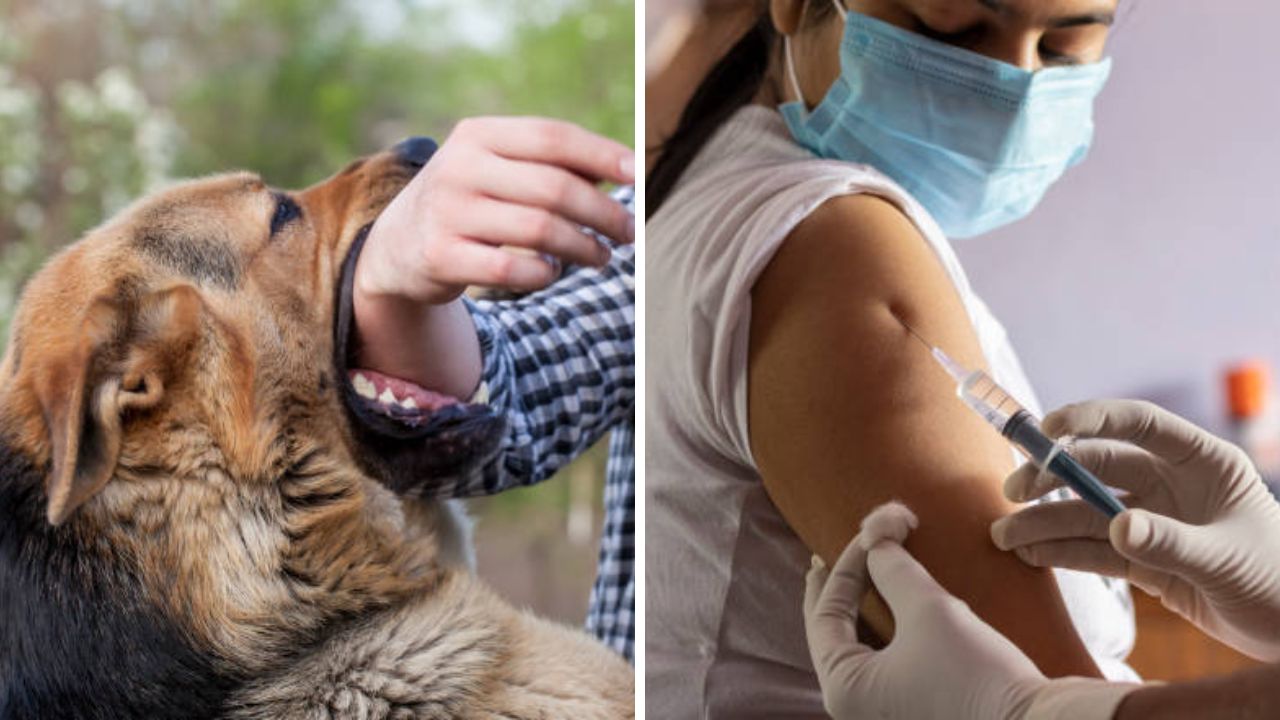 रेबीज इंजेक्शन देण्यात ‘शताब्दी’ रुग्णालय अव्वल! वर्षभरात २३,७३६ रेबीज लसीकरण; इतर रुग्णालयांकडूनही रुग्णांची होते पाठवणी