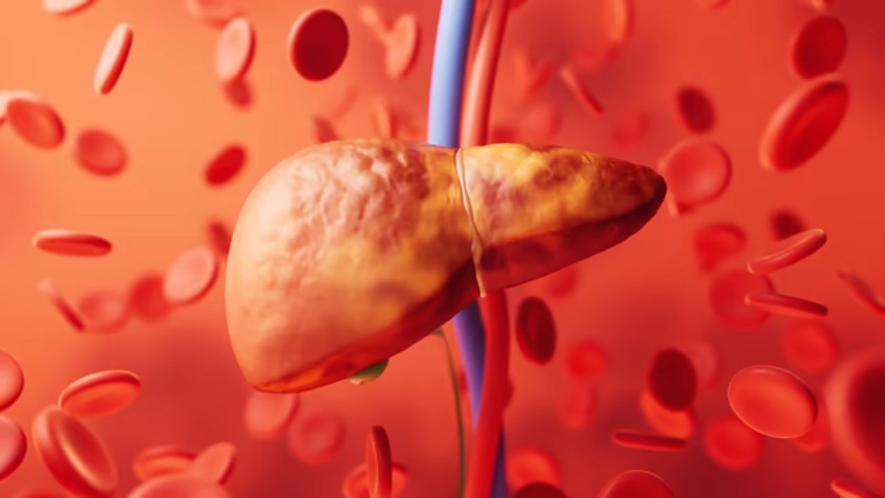 Fatty Liver म्हणजे काय? लिव्हरमध्ये जमा झालेली अनावश्यक चरबी नष्ट करण्यासाठी आहारात करा ‘या’ पदार्थांचा समावेश