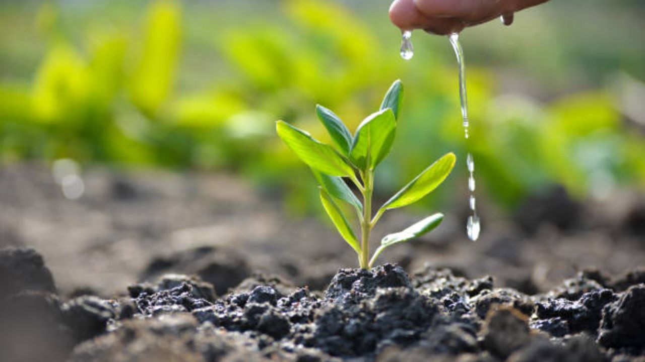 Earth Day: नैसर्गिक जंगल भेदू शकते कार्बन कवच! ‘श्मिट सायन्सेस’, इंडियाज क्लायमेट अँड एनर्जी फ्रंटियर्सचा अहवाल