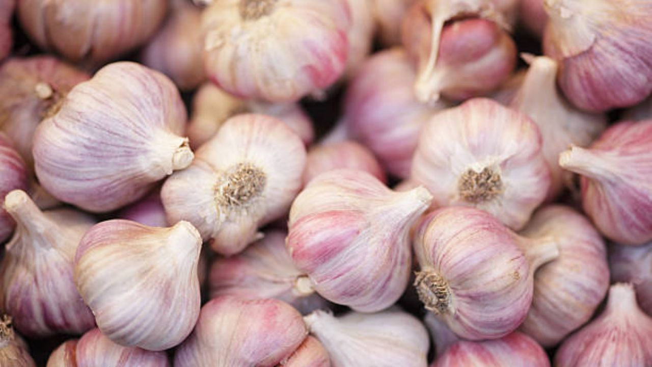 उपाशी पोटी नियमित दोन पाकळ्या लसूण खाल्ल्यास महिनाभरात शरीरात दिसून येतील सकारात्मक बदल, कोलेस्ट्रॉल होईल नष्ट