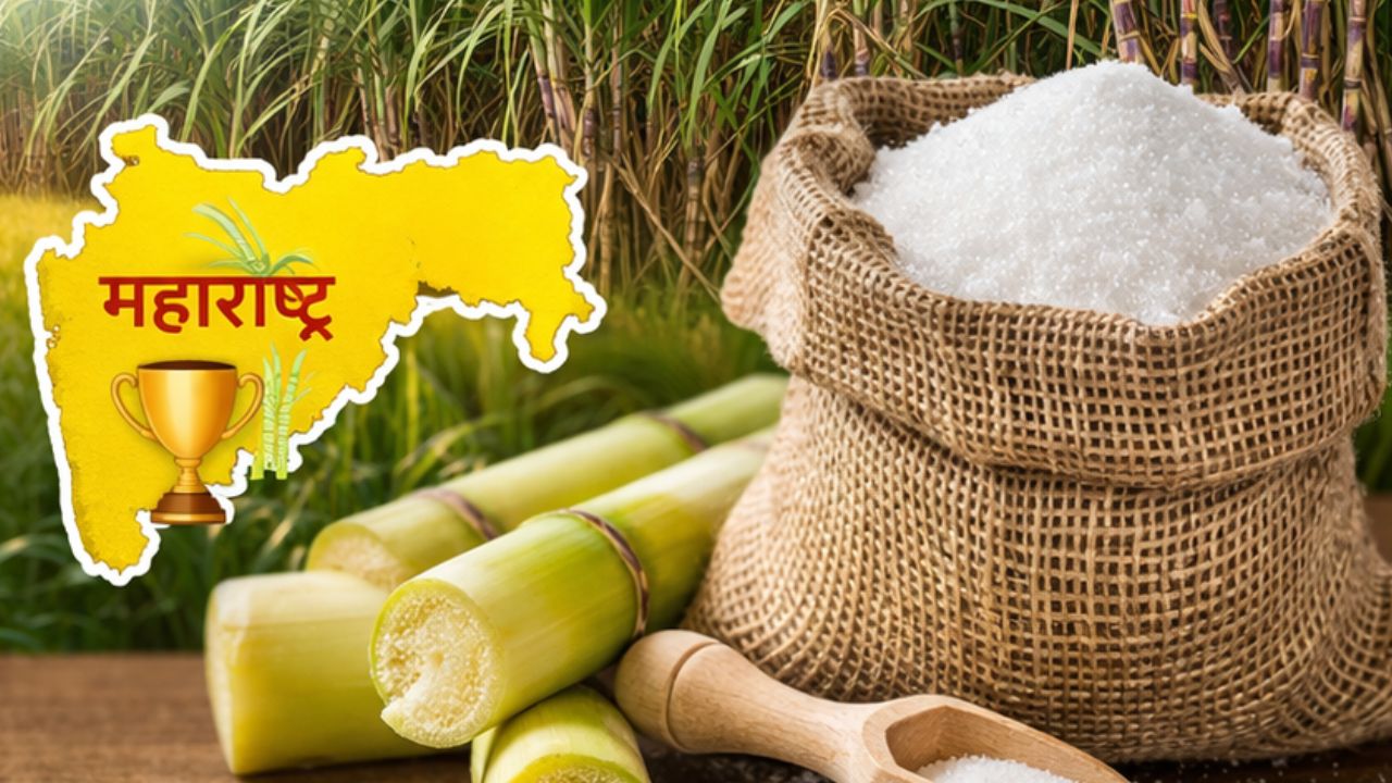 साखर उत्पादनात महाराष्ट्राची उत्तुंग झेप! महाराष्ट्र राज्यातून ९८.९५ लाख टन साखरेची विक्रमी निर्मिती