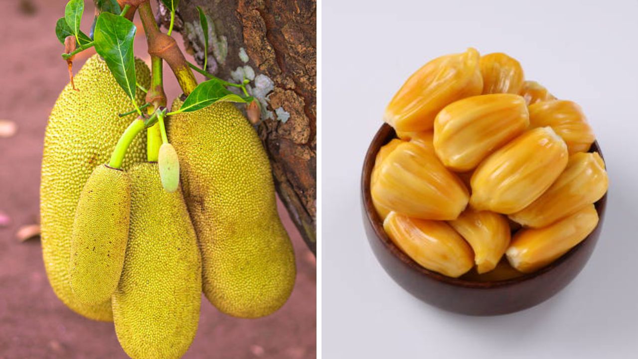 उन्हाळ्यात ‘या’ लोकांनी आवर्जून करावे फणसाच्या गऱ्यांचे सेवन, जाणून घ्या शरीराला होणारे भरमसाट फायदे