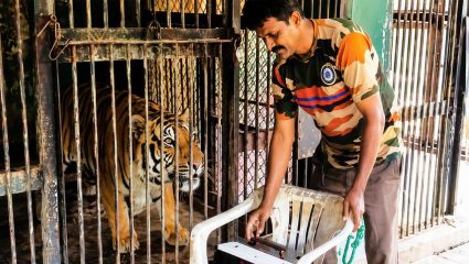 Gadchiroli News: गडचिरोली जिल्ह्यात प्राणी प्राधिकरणाचे भिजत घोंगडे! ठोस कारवाई नाही; वनविभागाद्वारे जनजागृतीचा अभाव