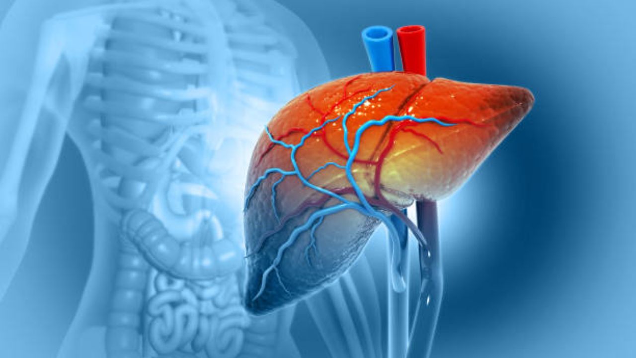 Liver Day 2026: यकृत निरोगी राहण्यासाठी फॉलो करा ‘या’ सवयी, कधीच होणार नाही गंभीर आजारांची लागण
