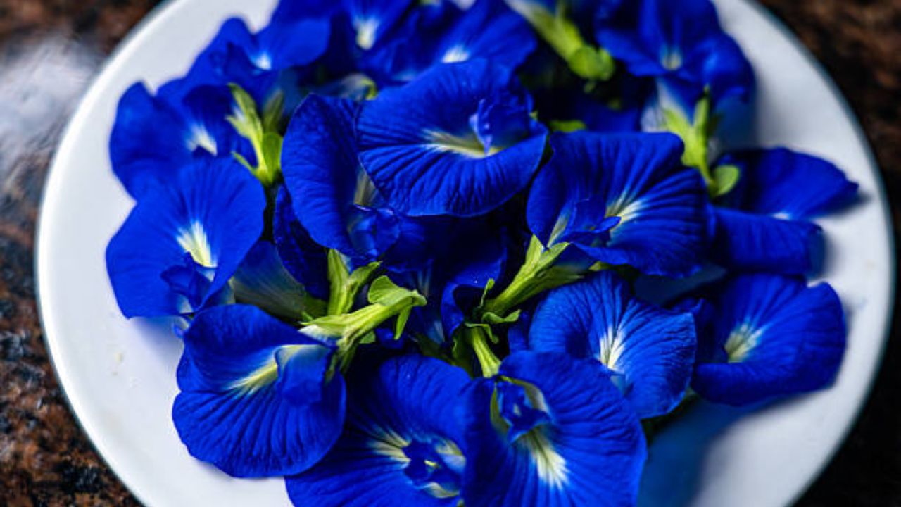 ब्लू टी बक्लिटोरिया टर्नेटिया म्हणजे गोकर्णाच्या फुलांपासून बनवला जातो. गोकर्णंची फुले गरम पाण्यात उकळवून चहा तयार केला जातो. या चहामध्ये लिंबाचा रस टाकून प्यायल्यास शरीरास आवश्यक असलेले पोषक घटक मिळतात.