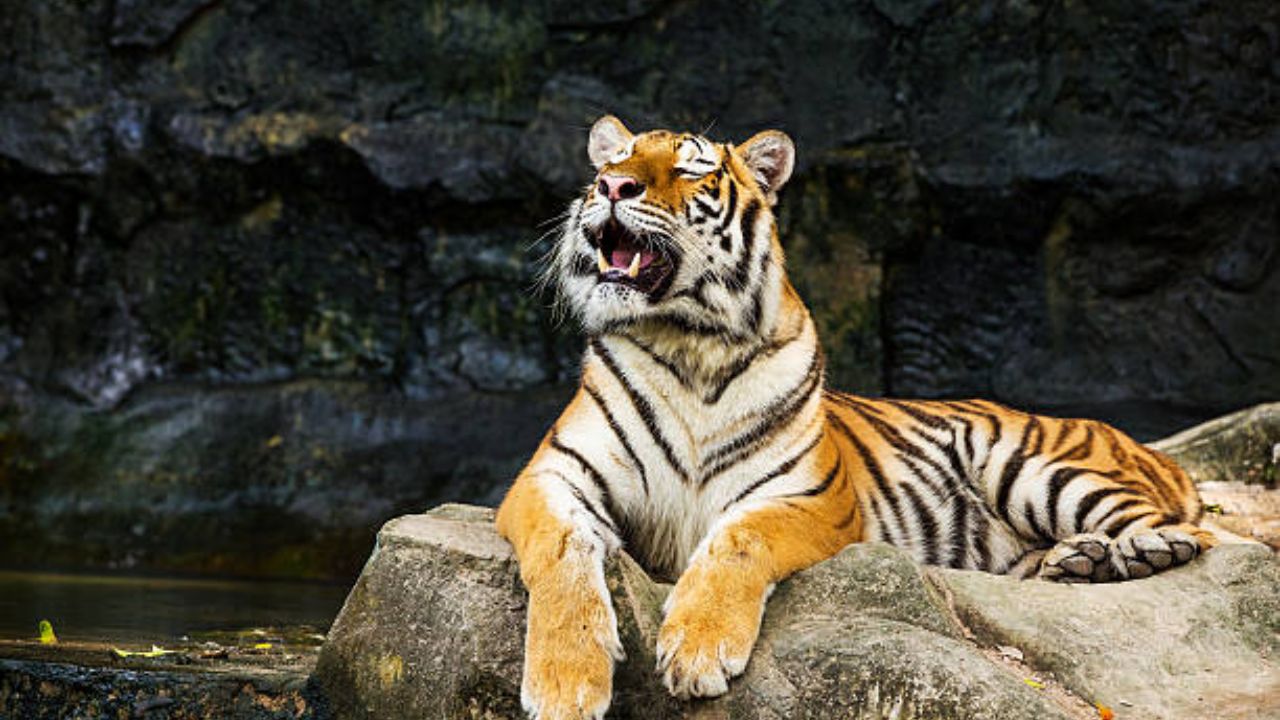 देवनार कत्तलखान्यातून मांस का खरेदी केले जात नाही? राणीबागेतील वाघांना दिले जाते निकृष्ट दर्जाचे मांस