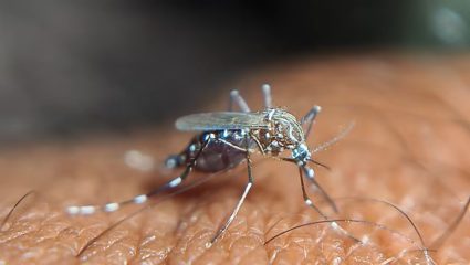 जागतिक मलेरिया दिन का साजरा केला जातो? डासांपासून शरीराचा बचाव करण्यासाठी अशा पद्धतीने घ्या काळजी