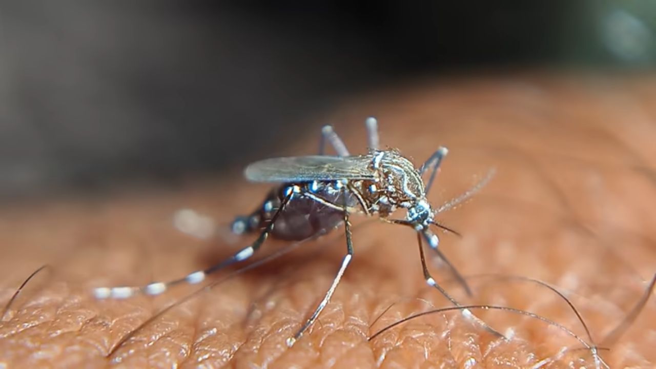 जागतिक मलेरिया दिन का साजरा केला जातो? डासांपासून शरीराचा बचाव करण्यासाठी अशा पद्धतीने घ्या काळजी