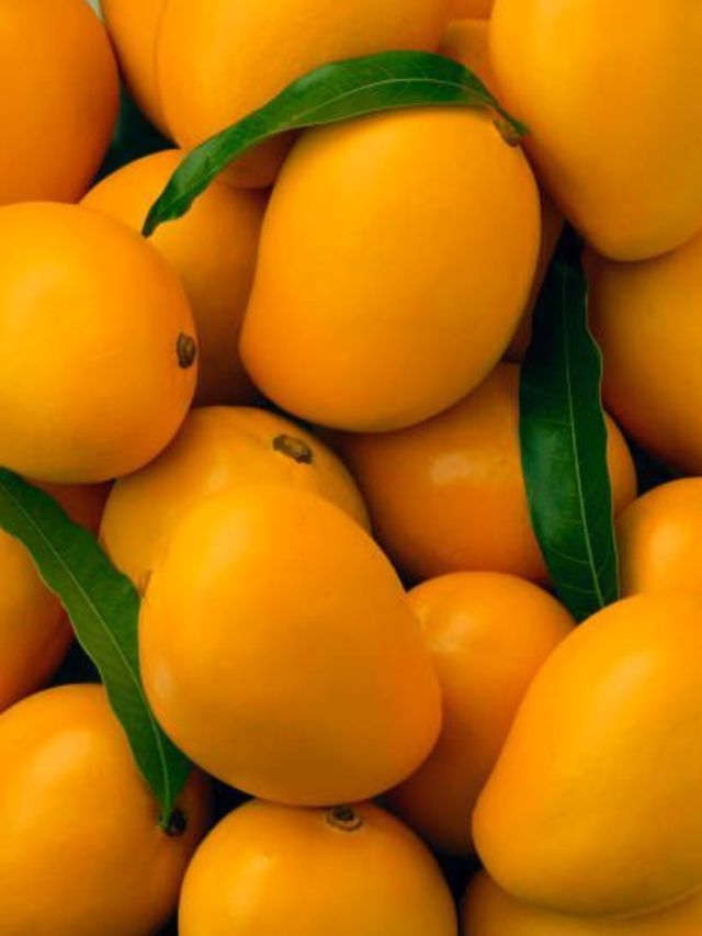 आंबा खाण्यापूर्वी करा 'ही' एक गोष्ट