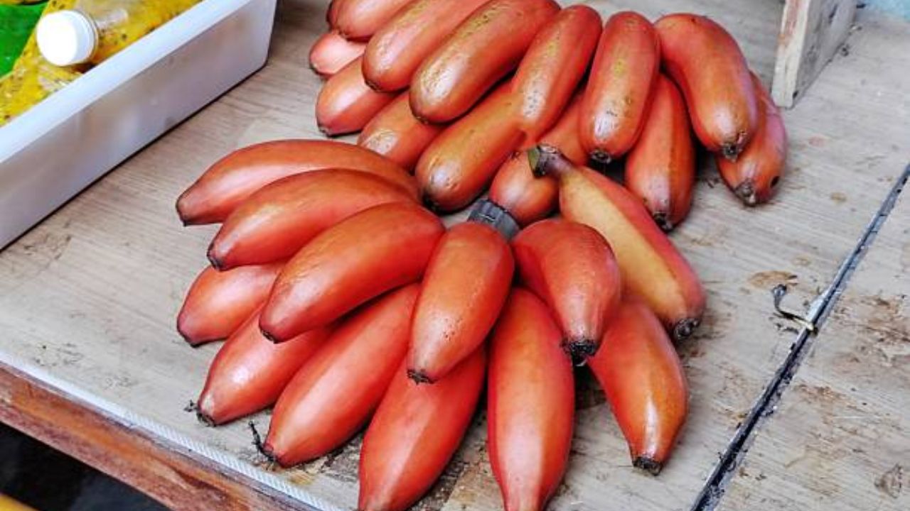 पिवळ्या रंगांच्या केळ्यांपेक्षा लाल केळी जास्त गुणकारी! रोजच्या आहारात नियमित करा सेवन, राहाल कायम फिट