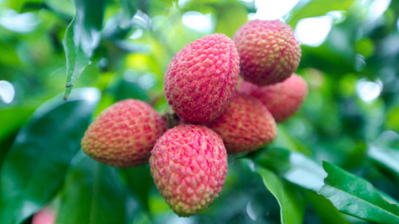 वारंवार पचनक्रिया बिघडत असेल तर आहारात लिचीचा समावेश करावा. यामुळे वारंवार उद्भवणाऱ्या पोटाच्या तक्रारी कमी होण्यास मदत होते आणि आरोग्य सुधारते. 