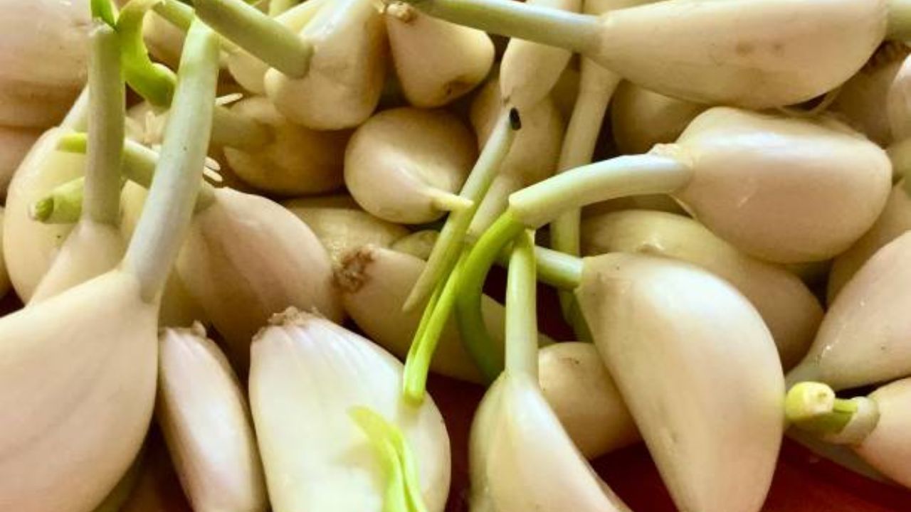 शरीरात वाढलेली कोलेस्ट्रॉलची पातळी नियंत्रणात ठेवण्यासाठी एक लसूण पाकळी उपाशी पोटी खावी. यामुळे रक्तवाहिन्या स्वच्छ होतात आणि हृदयाचे आरोग्य सुधारते. 