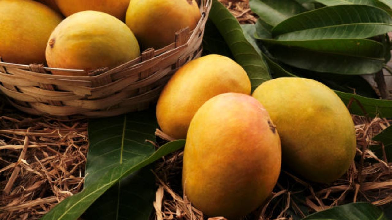 बऱ्याचदा आंब्याचा चीक न काढल्यामुळे त्वचेवर खाज सुटणे, घशाला खाज सुटणे, पुरळ उठणे किंवा डोळे लाल होणे इत्यादी इन्फेक्शन वाढू शकते. त्यामुळे दिवसभरात एकच आंबा खावा.