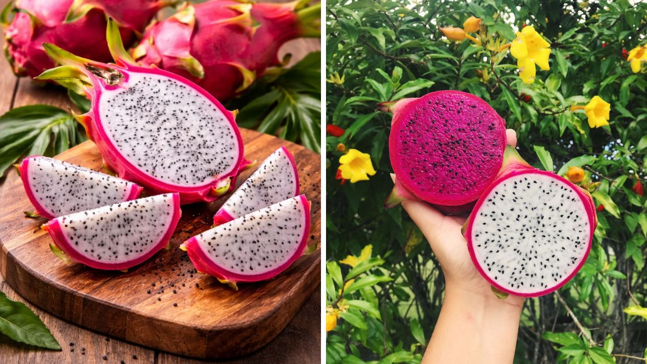 चेहऱ्यावरील पिंपल्स कायमचे होतील गायब! रोजच्या आहारात करा ड्रॅगन फ्रूटचा समावेश, शरीरावर दिसून येतील जादुई परिणाम