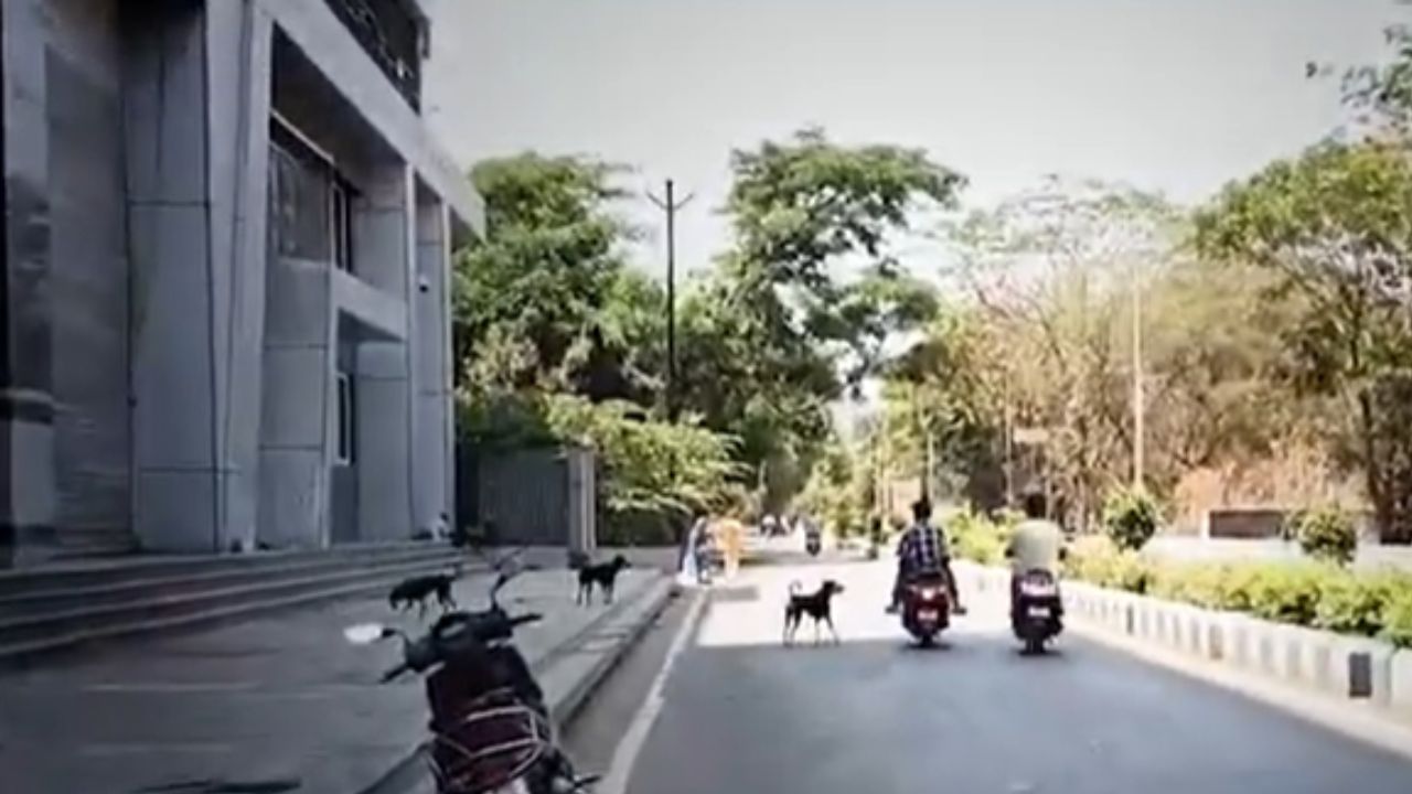 Vasai : वसई विरारमध्ये भटक्या कुत्र्यांची संख्या वाढली?  महापालिका करणार ठोस उपाययोजना