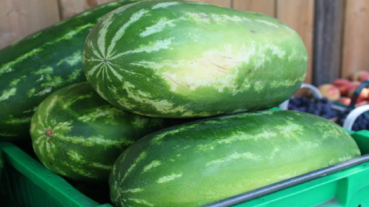 ऐन उन्हाळ्यात कलिंगडाचे बाजारभाव कोसळले; शेतकरी हवालदिल, हवामान अनुकूल पण मागणी…