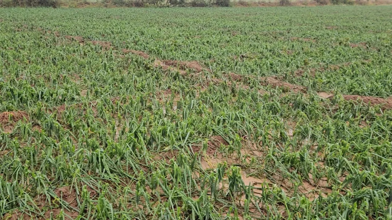 Weather Update : धाराशिव तालुक्यात अवकाळीचा कहर; गारपीट-वादळामुळे पिकांचे मोठे नुकसान, वीज कोसळून शेतकऱ्याचा मृत्यू