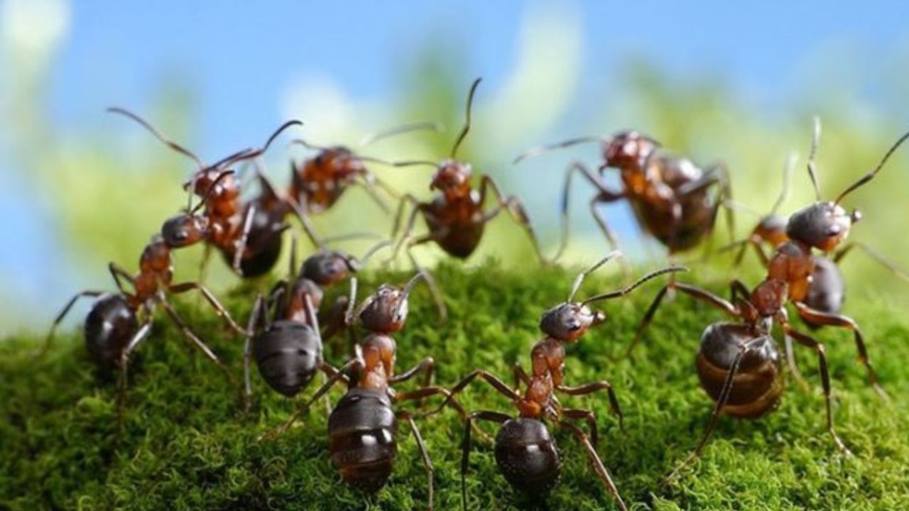 काय सांगता ! एका मुंगीची किंमत 21 हजार रुपये , ‘असा’ एक देश जिथे मुंग्यांची होते तस्करी