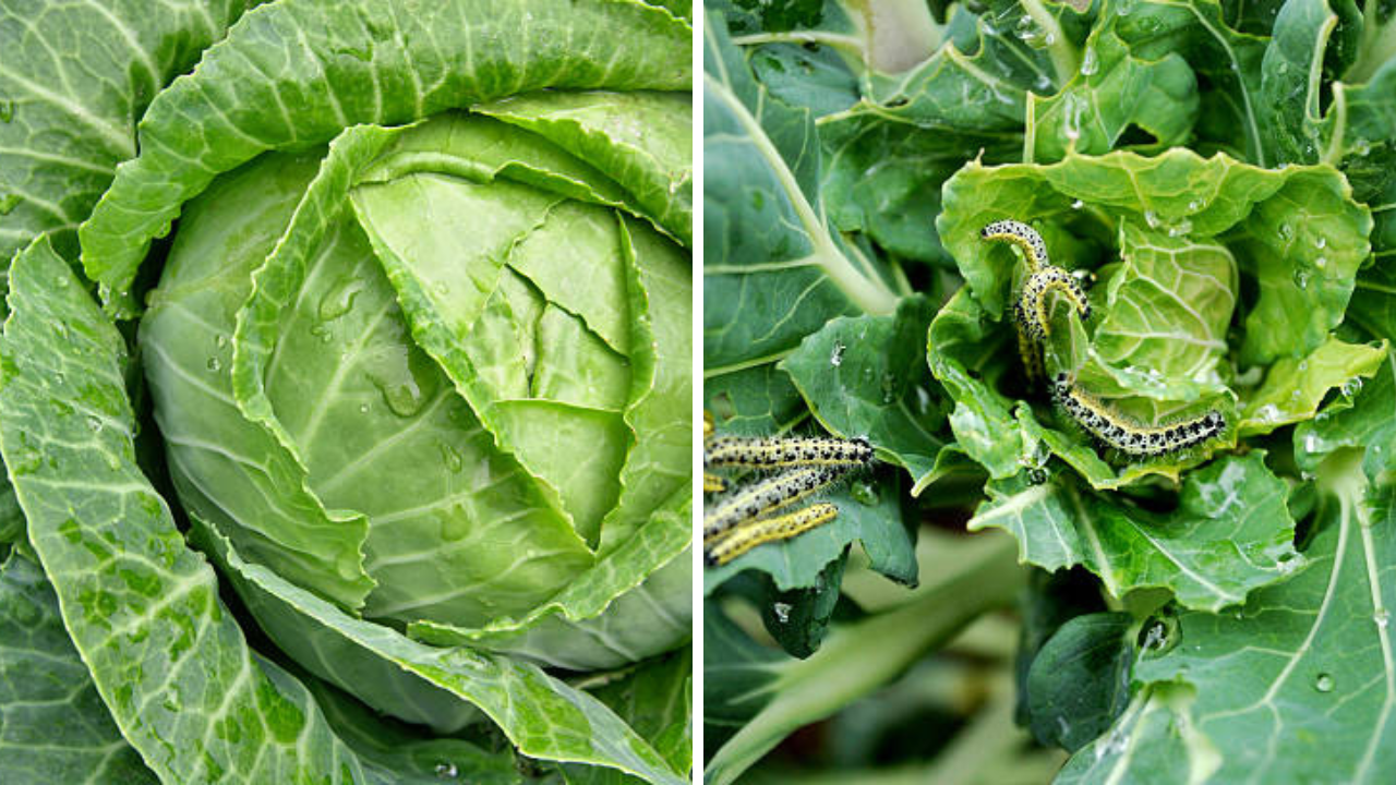 कच्चा कोबी खाल्ल्यास मेंदूत जातात किडे? इन्फेक्शन आणि गैरसमजामागील तथ्य