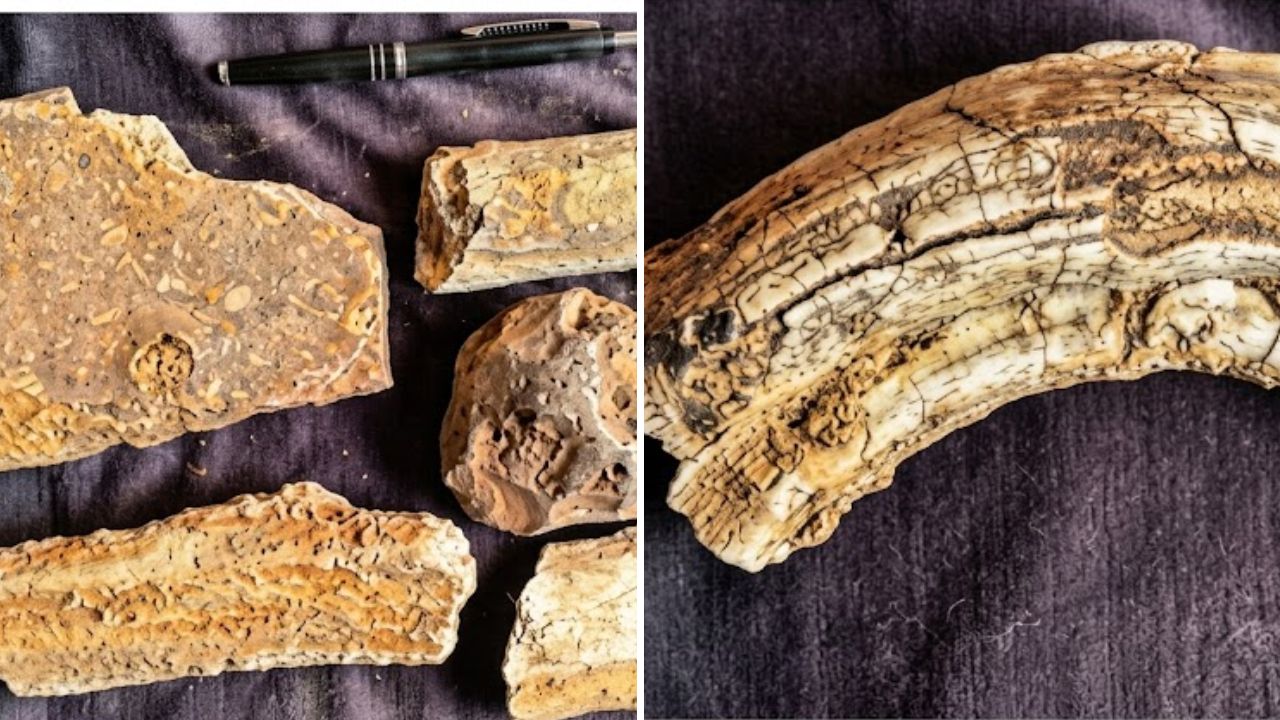 Chandrapur News: चंद्रपूरात २० हजार वर्षांपूर्वीचे जीवाश्म सापडले! धानोरा येथे मोठा ऐतिहासिक शोध