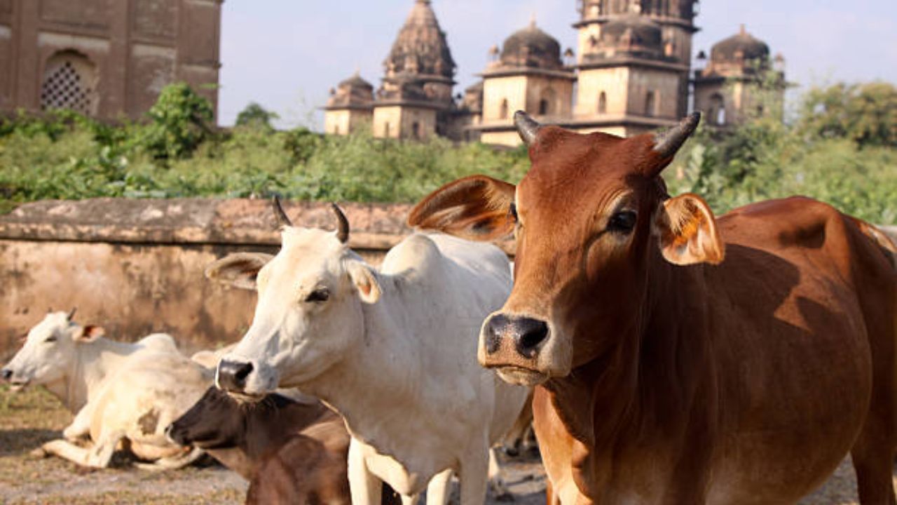 Ahilyanagar News: नवराष्ट्रचा थेट इम्पॅक्ट! संगमनेरमध्ये तब्बल 3 लाखांचे गोमांस केले जप्त