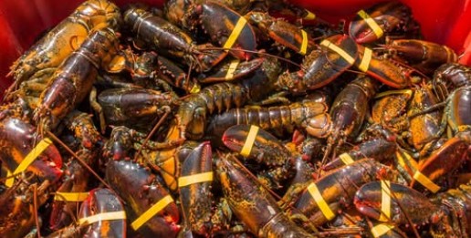 केप कॉडच्या किनाऱ्याजवळ मासेमारी करणाऱ्यांच्या जाळ्यात अडकला अत्यंत दुर्मीळ दुरंगी झिंगा