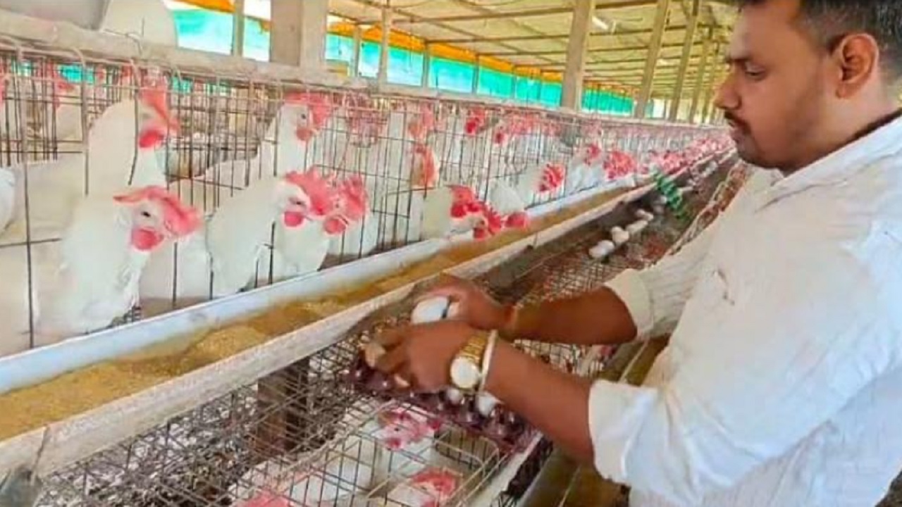 आखाती युद्धाचा भोरच्या पोल्ट्री व्यवसायाला ‘शॉक’; निर्यातीला ब्रेक लागल्याने अंड्यांचे दर कोसळले