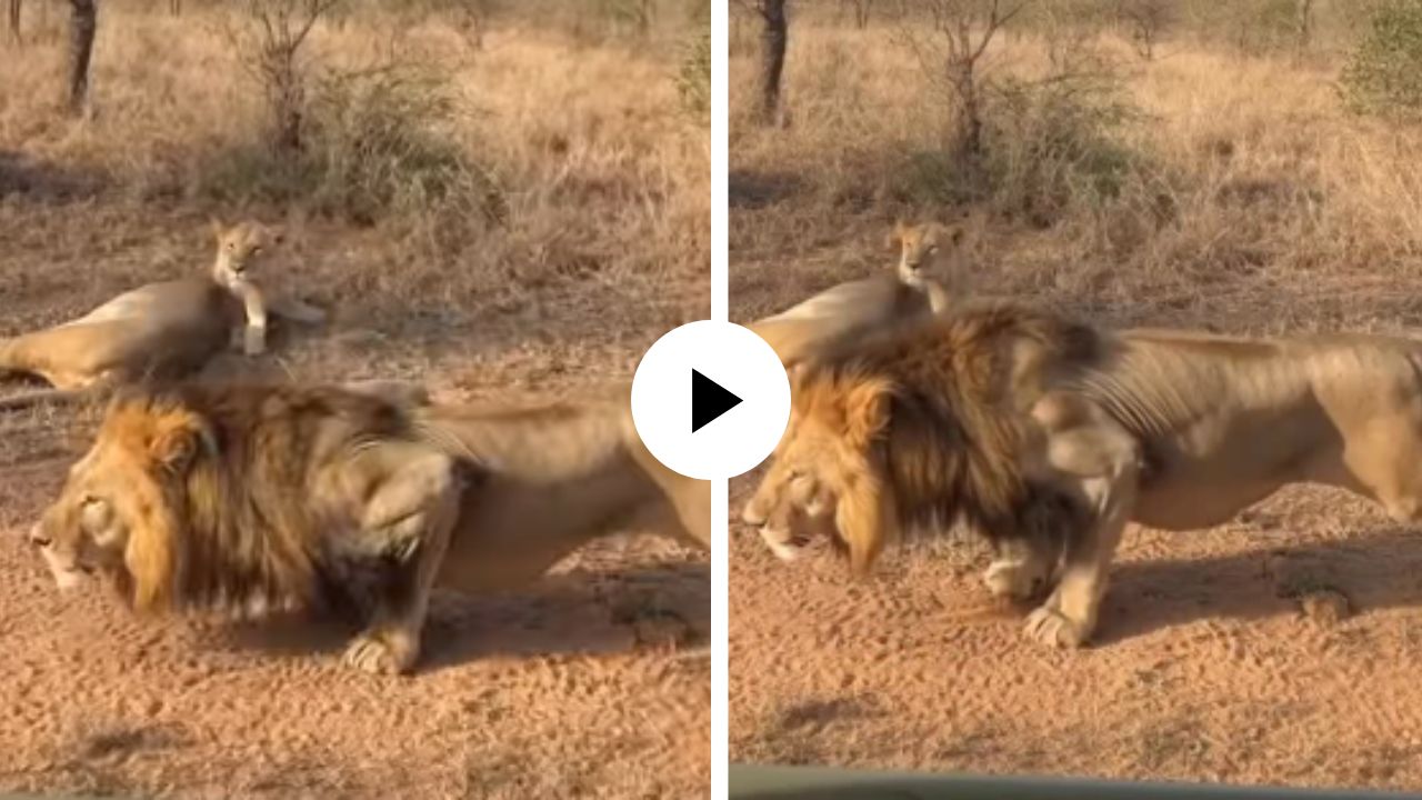 फिटनेसचं वेड जंगलाच्या राजालाही लागलं! खुल्या मैदानात सिंह करु लागला पुश-अप्स, पाहून सिहींणीलाही बसला धक्का; Video Viral